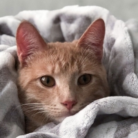 Hygiène de base du chat 