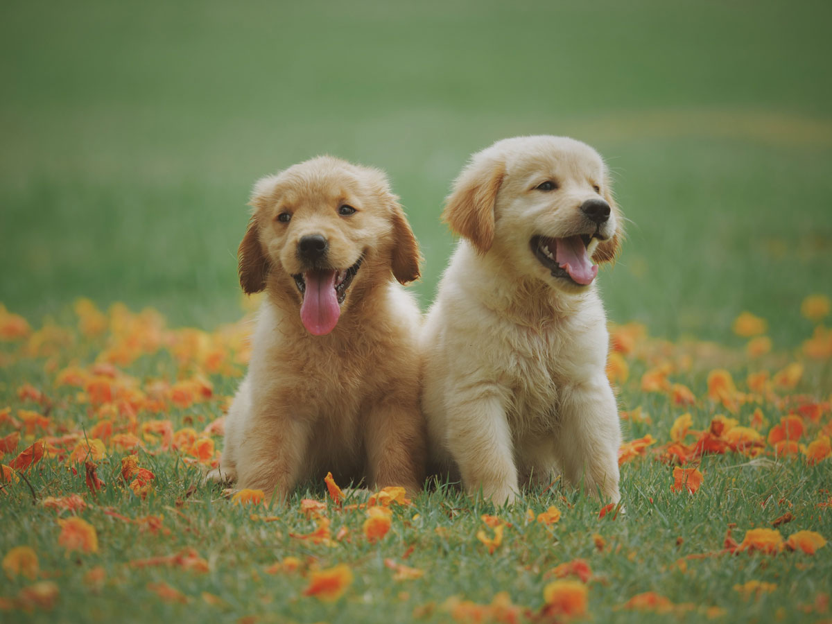chien2.jpg