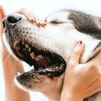 Hygiène de base du chien