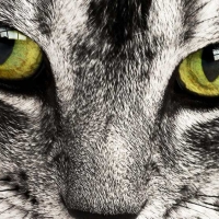 Identification des animaux de compagnie