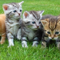 Stérilisation chirurgicale des animaux de compagnie