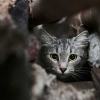Je trouve un animal errant: que faire ?